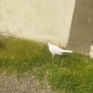 qoyun şekli: Ağ rəngli hind toyuğu (papaqsız baş, uzun boyunlu). - Cins: Ağ — 4