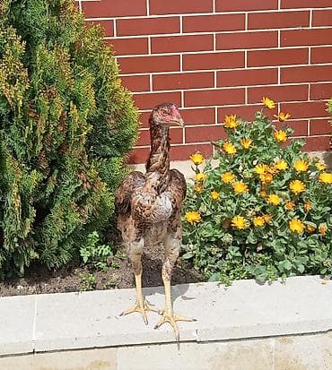 Salam herkesə güclü cins heyratı fərə satıram 10 aylıqdır dik duruşu