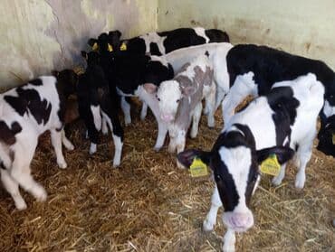 afcarka bala: Satılır: Dana balaları (divers şitillər) - Növ: Süd və ət istiqamətli — 4