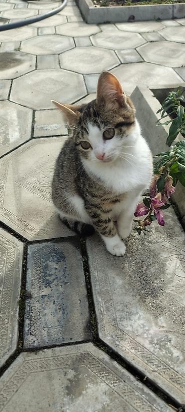 heyvanların cütləşməsi: Tabbi, Dişi, Yaxşı əllərə — 6