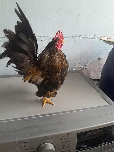 Serama tək xoruzu satılır