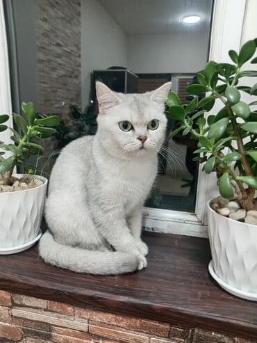 bala pisik qiymetleri: Dişi — 2