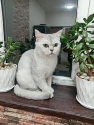 Gəmiricilər: Şinşilla, Dişi — 3