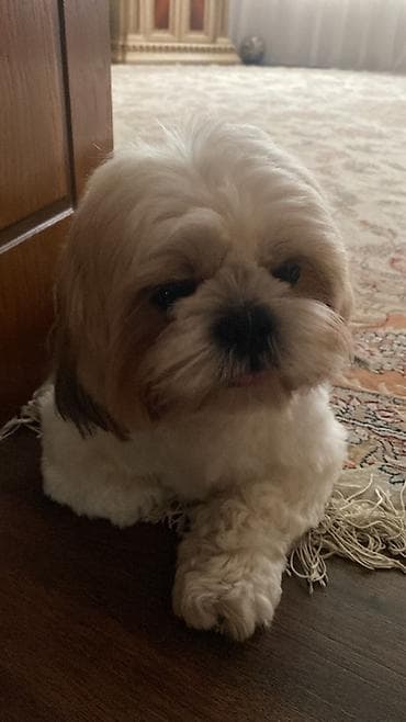 ev heyvanlari: Shi-tsu, 6 ay, Erkek, Pulsuz çatdırılma — 7