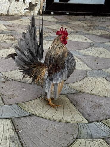 heyratı o şamo: Xoruz, Yapon, il: 1 — 7