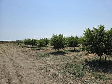 bağ qaycı: ●Xaçmaz Rayonu Ağçay kəndi ●Sənədi Çıxarış- 3,15ha ●Yassı Şaftalı — 5