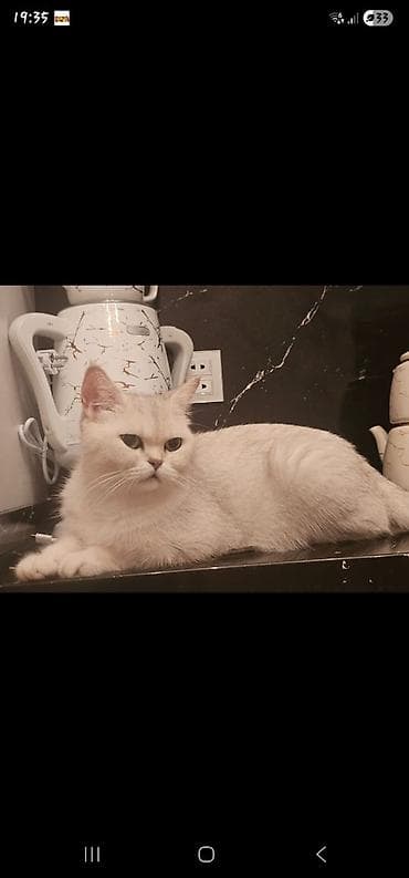 золотая шиншилла баку: Золотая шиншилла, Самка — 2