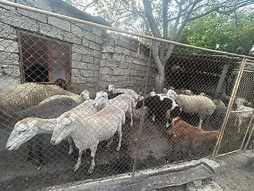 mal bazarı: Qoyun sürüsü – qarışıq rəng və tiplər - Təyinat: ətlik və damazlıq — 1