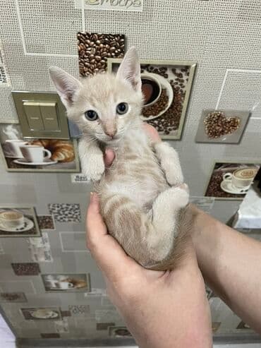 siam pişiyi qiyməti: Yaxşı əllərə — 6