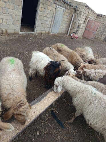 cins iney: 11 baş ana qoyun 4 doğub qalani yetik boğaz hamsı sağlam heyvanidi — 7