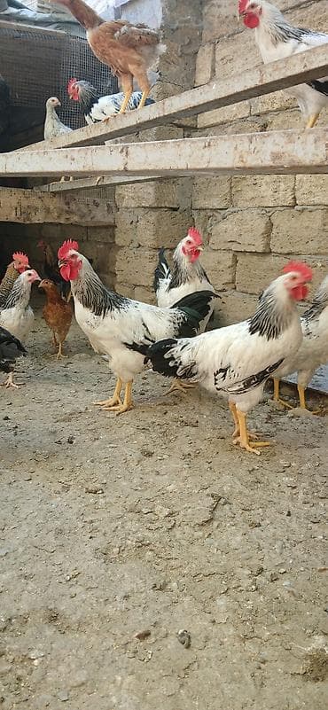 qaşqaldağ quşu: Xoruz 20 manat — 2
