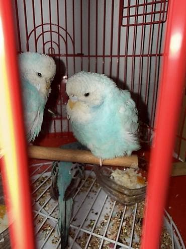 peleng sekili: Çex papuqayları . Tamm sağlam 3 aylığdılar gözel sekildə qulluğ olunub — 2