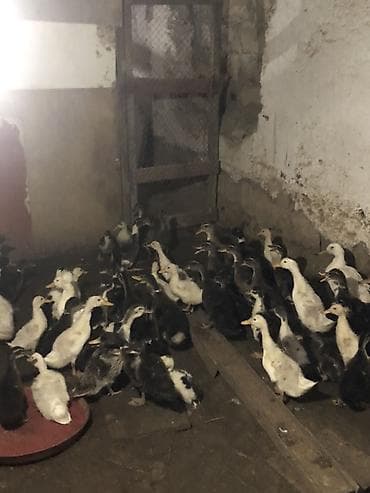 kangal balalari: 35-45 Günluk ördek balalari 35/5- 45/6 13-Gunluk Ördek balalari 3.70 — 1