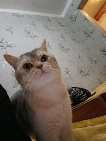 мейн кун купить в баку: Şinşilla, Erkək, Cütləşmə üçün, Ödənişli çatdırılma — 4