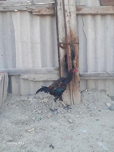 ingilis setter it cinsi: – Məhsul: Horoz (yerli cins) – Rəng: Tünd qara-qəhvəyi lələklər — 4