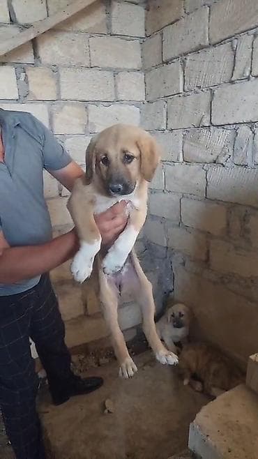 balaca it cinsi: Qurdbasar, 2 ay, Erkek, Ödənişli çatdırılma — 1