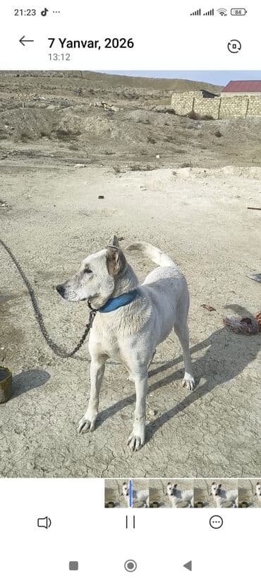 ev quşları haqqında melumat: Məhsul: Qoruyucu it (ağ rəng, qısa tüklü) Təsvir: - Orta-böyük — 8