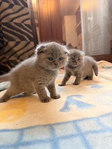 Heyvanlar üçün mallar: Britan yastı qulaq, Erkək, Yaxşı əllərə, Ünvandan götürmə — 6