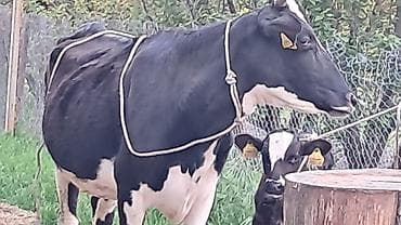 simmental inək satılır: Dişi, Simental, il: 3, 550 kq — 7