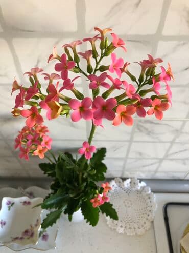 Ev bitkiləri gul acan maral buynuzu7man,2ci gul 10manat