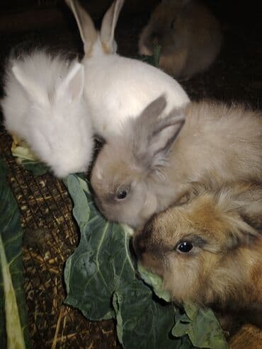 su pişiyi: Anqor cinsidirlər Ən kiçikləri 7 aylıqdı Ətlik cins kaliforniya ilə — 7