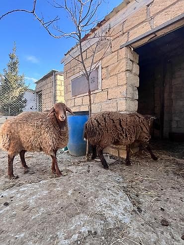 balaca it ucuz: Salam iki eded Erkey quzu satılır həm kəsimə həm damazliqa — 5