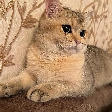 Şinşila cinsidir,1 yaş yarımlıqdır,qısırlaşdırılıb,bütün