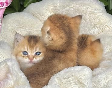 qızıl baliq: Qızıl şinşilla — 3