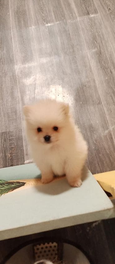 afcarka itləri: Şpitz — 2