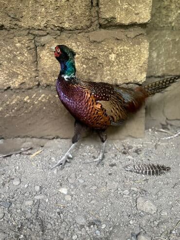 yapon xoruz: Xoruz, il: 1, Pulsuz çatdırılma — 9