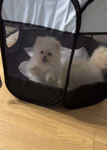 добрые руки собаки: Шпиц, 2 месяца — 3