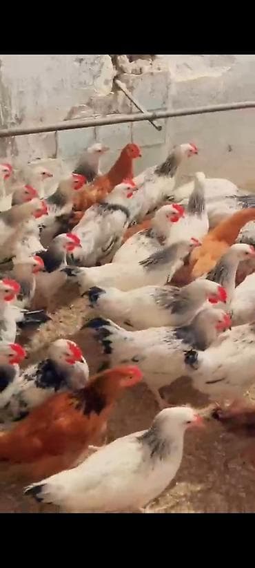 Yumurtaliq ferelerimiz endirimde