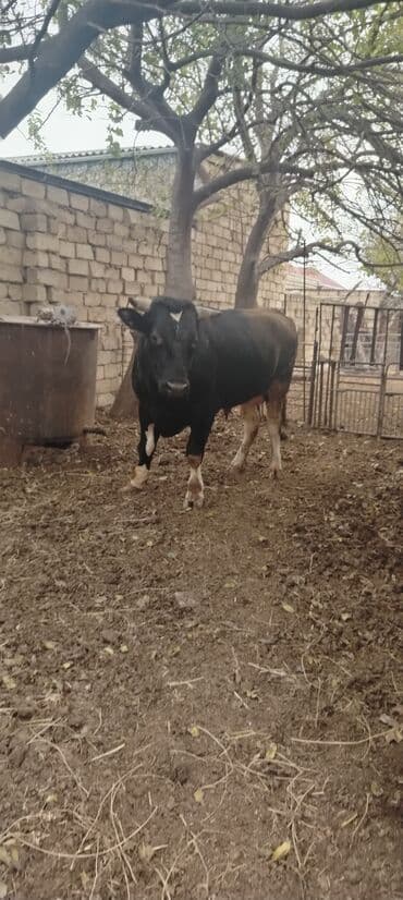 ərkəy dana: Məhsul: Qara rəngli buğa Təsvir: - Güclü, əzələli quruluş, enli döş — 6