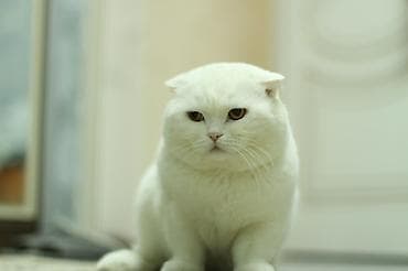 ucuz pisikler: Şotland, Dişi, Yaxşı əllərə, Ünvandan götürmə — 7