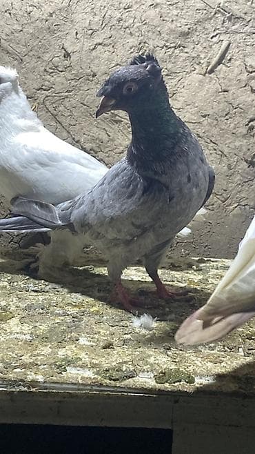 qara australorp: Məhsul: Göyərçinlər (seleksiya və dekorativ növlər) Təsvir: - — 6