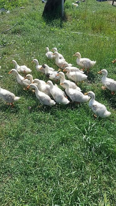 poni at satilir: Salam. 1 Ay 10 Günlük Pekin Ördəklər Var Satışda. İstiyənlər Əlaqə — 1