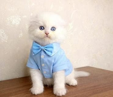 pisik balası: Şotland yastı qulaq, Erkək, Cütləşmə üçün — 7