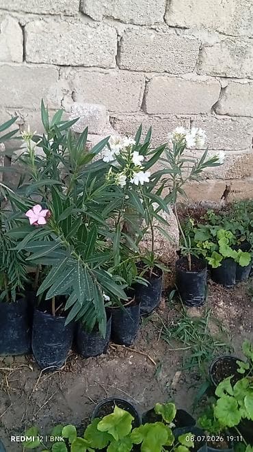 Şitillər: Oleandr (Nerium oleander) fidanları - Rənglər: ağ və açıq çəhrayı — 2