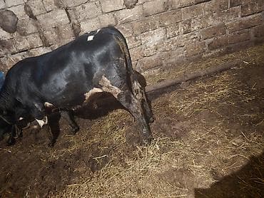 ucuz quzular: Qara-alaca erkək mal-qara (buğa/buzaq) - Rəng: parlaq qara, alında ağ — 4