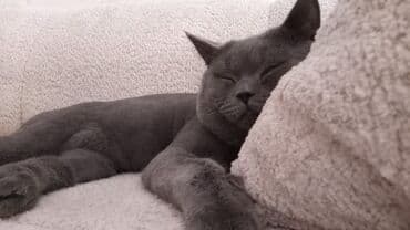 pişik qiymətləri: Britan, Erkək, Ödənişli çatdırılma — 1