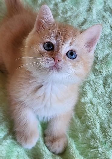 qax heyvanlar: Britan — 2