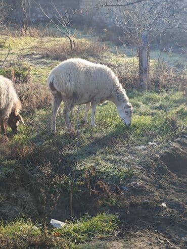 Boğaz Boz kərə 2 çi qarın Dəv kimi sağlam heyvandir.Real alıcı cüzi