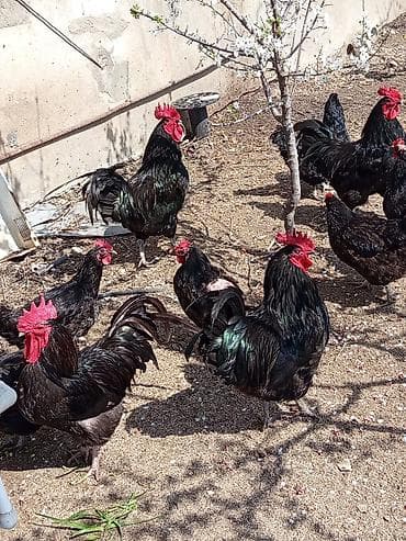 sibrayt toyuq: Xoruz, il: 1, Ünvandan götürmə — 10