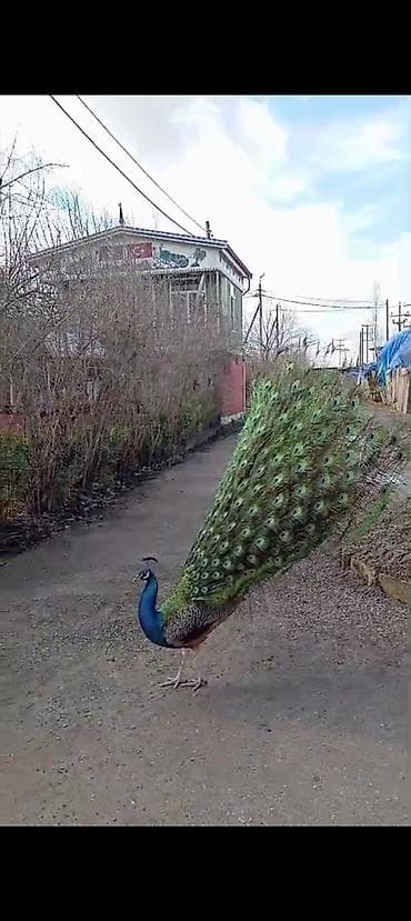 balaca tuklu itler: Məhsul: Hind tovusu (pavlin) – erkək, dekorativ cins Təsvir: - Parlaq — 2