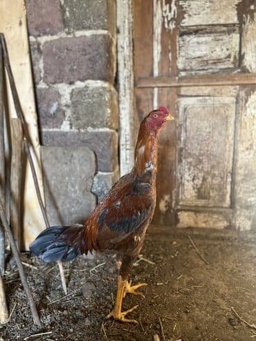 K/t heyvanları və malları: Xoruz, il: <1 — 4