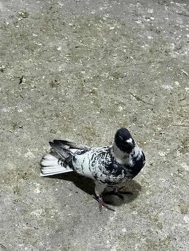 sağsağan quşu: Göyercin qarabas ekey qizğin qusdu 15 m qiymet sondu — 2