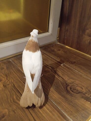 tap az goyercin satisi: Cins: göyərçini Rəng: Sarı boynuĝüllü desde kekilli boyun pecat — 1