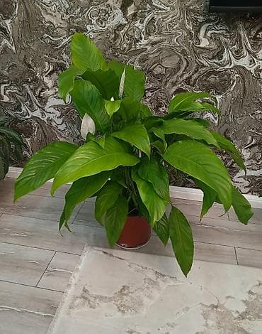 yasil: Spathiphyllum (Sülh Zanbağı) – dekorativ otaq bitkisi - Növ — 1