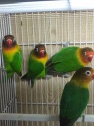 İtlər: Tutuquşu popuqay fişir — 3