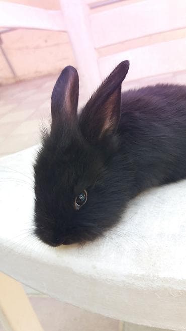 Кролики: Mini lop (aşağıqulaqlı) dekorativ dovşan balaları - Cins: Mini Lop — 9